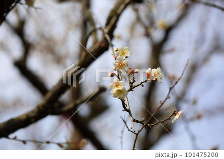 白梅の花　南高 101475200