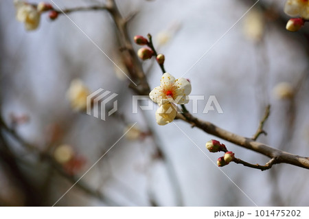 白梅の花　南高 101475202