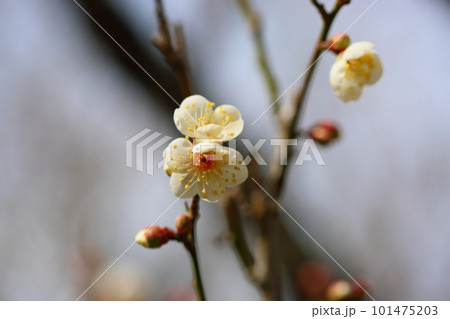 白梅の花 南高 白梅の花 南高 101475203