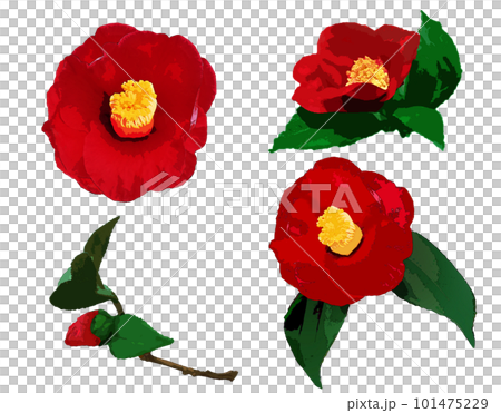 紅色山茶花插圖集 101475229
