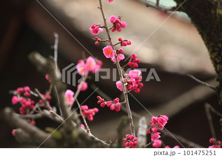下御霊神社の咲き始めた紅梅 下御霊神社の咲き始めた紅梅 101475251