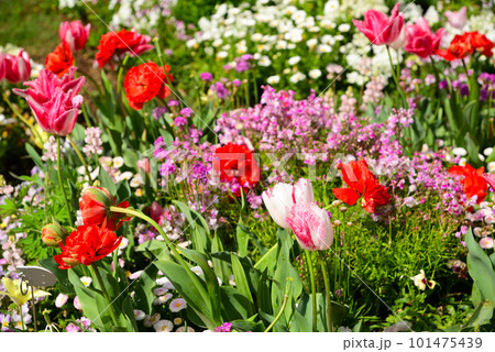 春花壇の主役チューリップ 101475439
