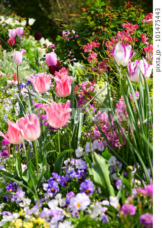 春花壇の主役チューリップ 101475443