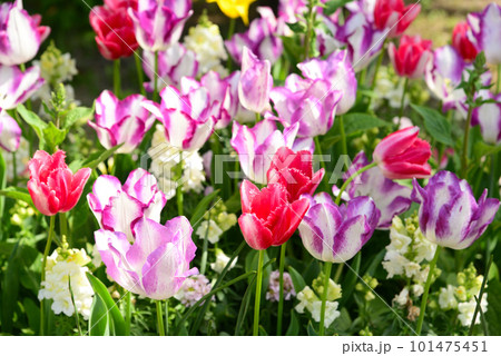 春花壇の主役チューリップ 101475451