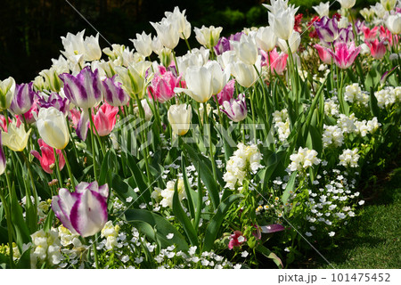 春花壇の主役チューリップ 101475452
