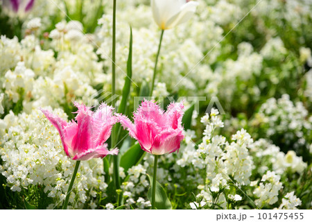 春花壇の主役チューリップ 101475455