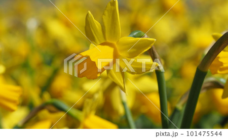 黄水仙のお花達 黄水仙のお花達 101475544