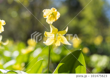 キバナカタクリ 101475623