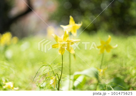 キバナカタクリ 101475625