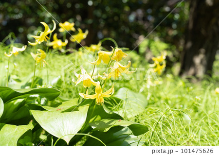 キバナカタクリ 101475626