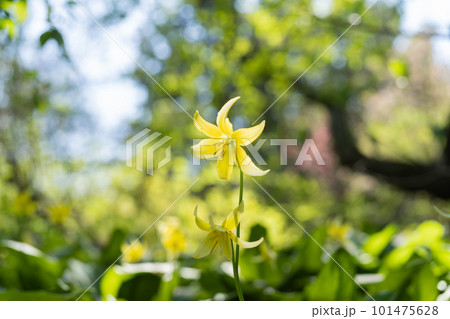 キバナカタクリ 101475628