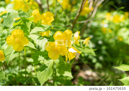 ヤマブキソウ 101475630