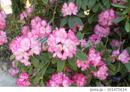 シャクナゲ（兵庫県西宮市の北山公園） 101475634