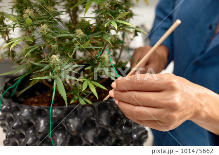 Growing a cannabis bush at home, for medicinal purposes, loosening the soil, aerating the earth. close-up 101475662