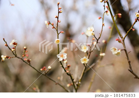 白梅の花 南高 白梅の花 南高 101475833