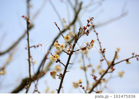 白梅の花　揚羽の蝶 101475836