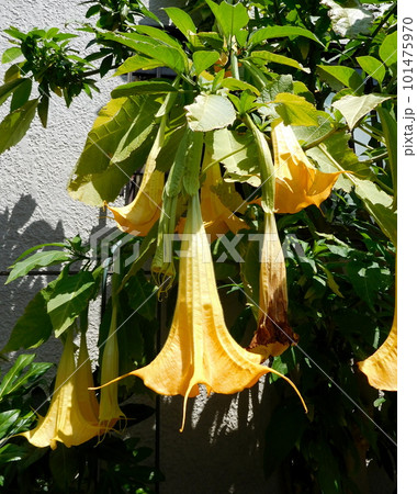 キダチチョウセンアサガオ ブルグマンシア キダチチョウセンアサガオ ブルグマンシア 101475970