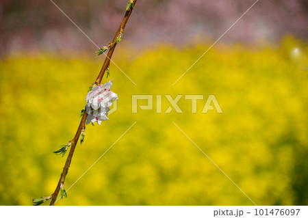 早春を彩る桃の花 早春を彩る桃の花 101476097