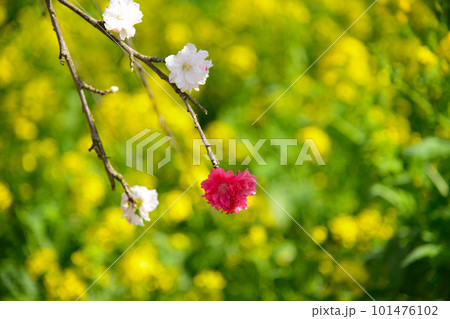 早春を彩る桃の花 101476102