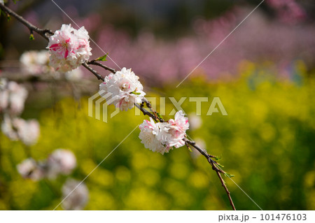 早春を彩る桃の花 101476103