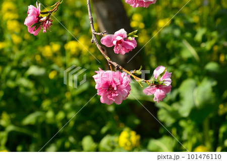 早春を彩る桃の花 101476110