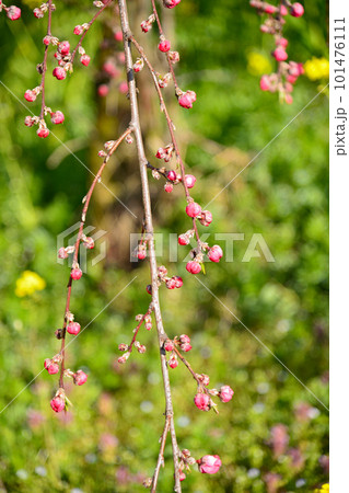 早春を彩る桃の花 101476111