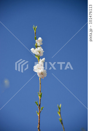 早春を彩る桃の花 101476113