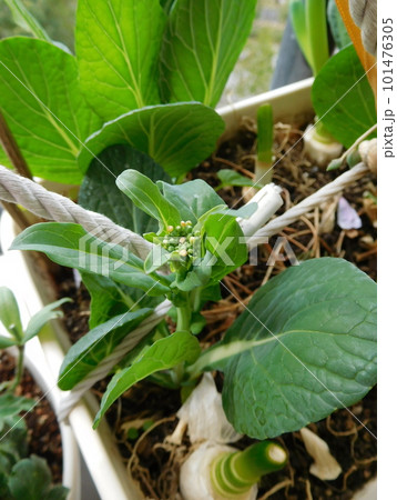 コマツナの花芽 101476305