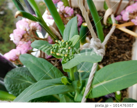 コマツナの花芽 101476307