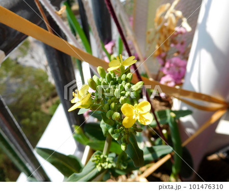 コマツナの花芽 コマツナの花芽 101476310