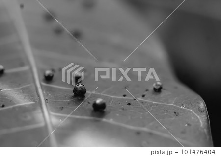 Abstract BANNER larvae of insect eggs ball shape accuracy lie beauty along edge of Green plant leaf surface. Amazing macro wildlife nature world High detail photo texture veins. Matte vintage grey 101476404