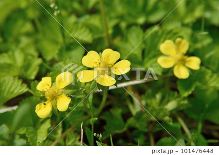 ヘビイチゴの花 101476448