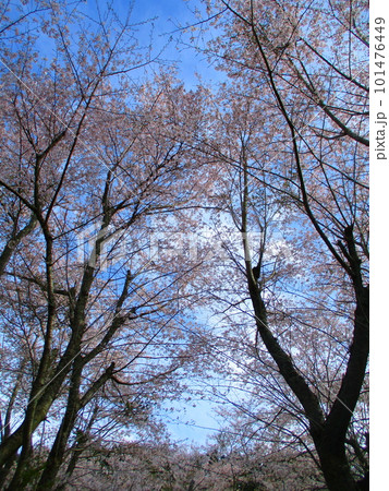 青空に映える桜 青空に映える桜 101476449