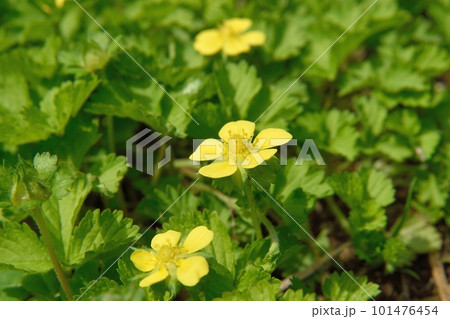 ヘビイチゴの花 ヘビイチゴの花 101476454