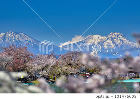 春の桜咲く、臥竜公園から見る妙高山 101476608