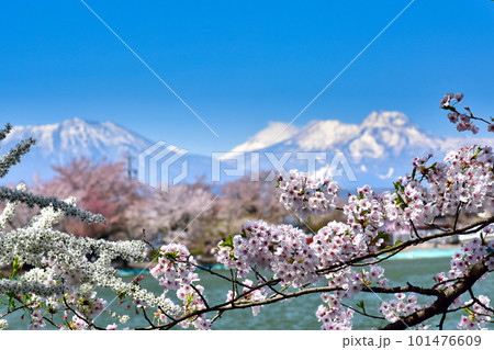 春の訪れを告げる桜と残雪の妙高山 春の訪れを告げる桜と残雪の妙高山 101476609