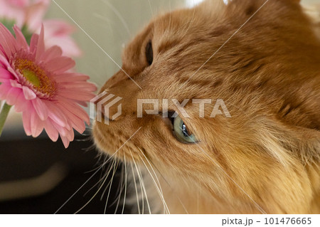 花と猫　茶トラ 101476665