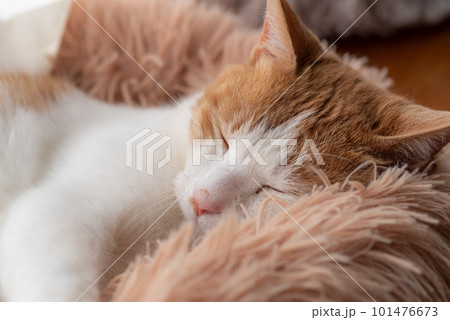 眠る猫 茶トラ白 眠る猫 茶トラ白 101476673