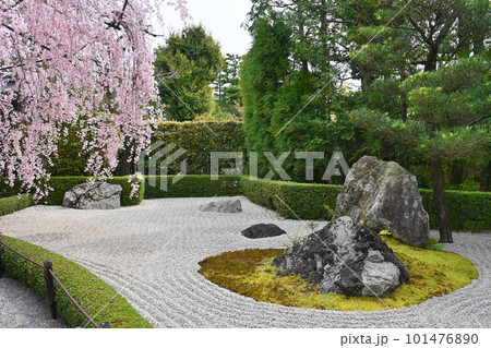 春の京都市退蔵院 枯山水 陽の庭と枝垂れ桜 101476890