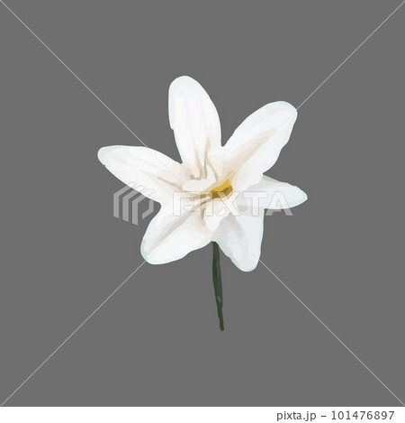 Vector Narcissus, clematis, snowdrop, white flower painted in watercolor. Vector Narcissus, clematis, snowdrop, white flower painted in watercolor. 101476897