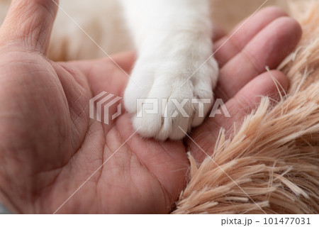猫の手と人の手の写真素材 [101477031] - PIXTA