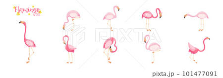 Pink Flamingo as Exotic Tropical Bird in Pose Vector Set Pink Flamingo as Exotic Tropical Bird in Pose Vector Set 101477091