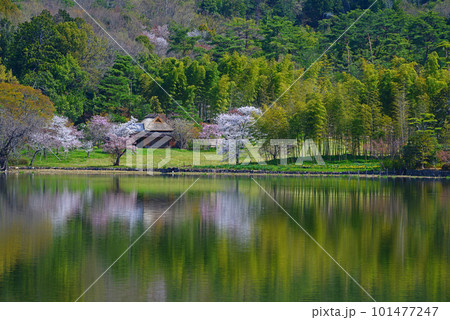 春風景(広沢の池) 春風景(広沢の池) 101477247