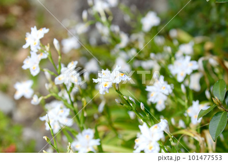 春の花シャガの群生 101477553