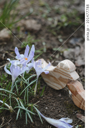 Wooden toy birds and purple crocuses blooming in their natural environment in the forest. Spring background Wooden toy birds and purple crocuses blooming in their natural environment in the forest. Spring background 101477788