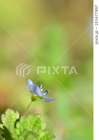 青い小さな花 オオイヌノフグリ 青い小さな花 オオイヌノフグリ 101477897