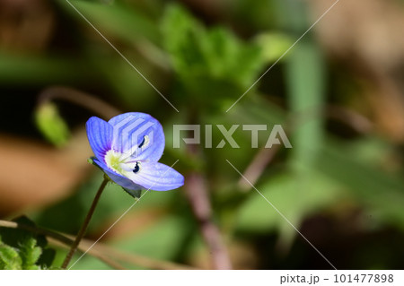 青い小さな花 オオイヌノフグリ 青い小さな花 オオイヌノフグリ 101477898