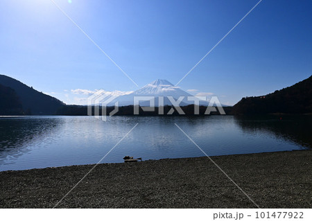 早春の朝に山梨県精進湖より望む富士山 早春の朝に山梨県精進湖より望む富士山 101477922