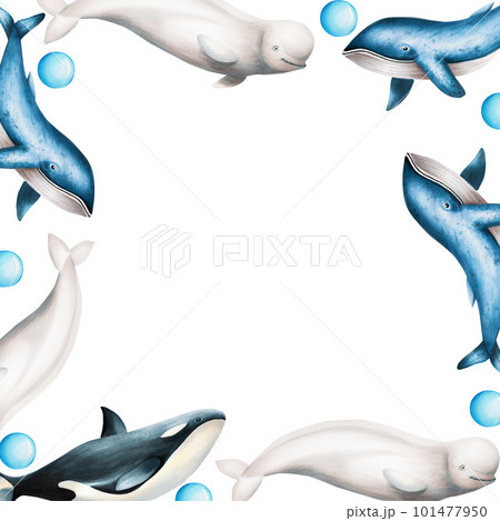Watercolor frame with beluga, blue whale and killer whale isolated on white background. Hand painting realistic Arctic and Antarctic ocean mammals. For designers, decoration, postcards, wrapping paper Watercolor frame with beluga, blue whale and killer whale isolated on white background. Hand painting realistic Arctic and Antarctic ocean mammals. For designers, decoration, postcards, wrapping paper 101477950