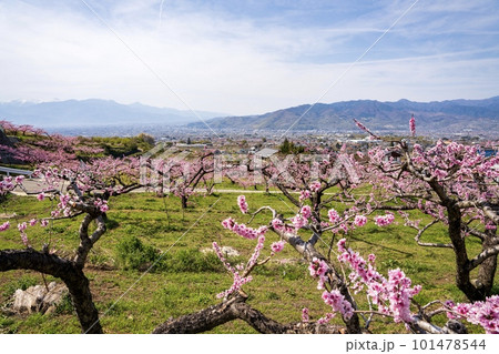 山梨県笛吹市 一面桃の花 御坂エリア 山梨県笛吹市 一面桃の花 御坂エリア 101478544